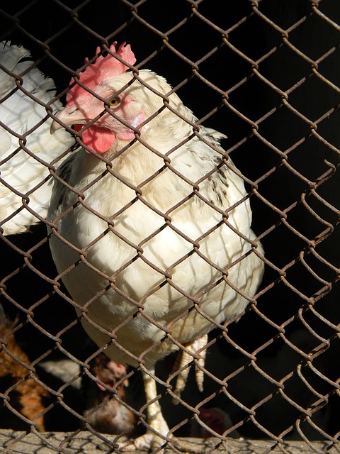 亚特兰大锋 亚特兰大锋